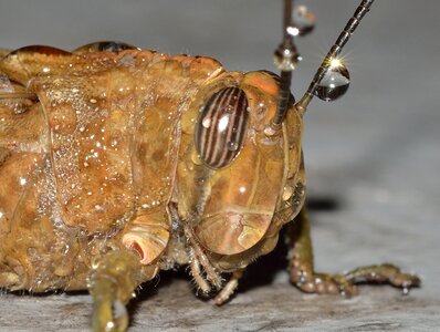Orthoptera locust egyptian