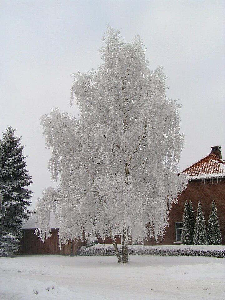 Winter hoarfrost cold
