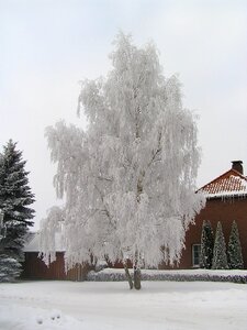 Winter hoarfrost cold photo