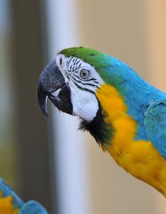 Color beak animals
