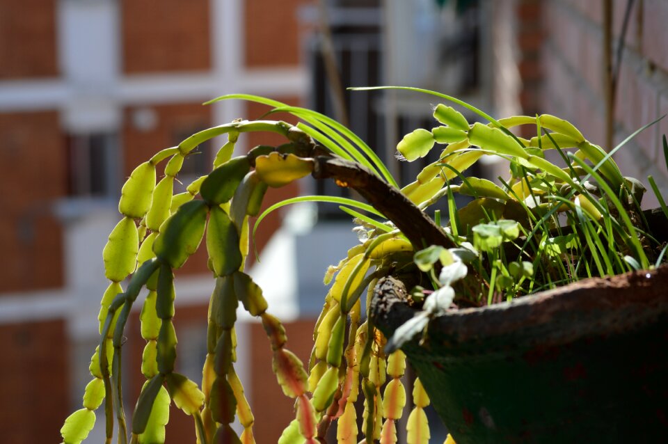 Flowerpot plant potted plant