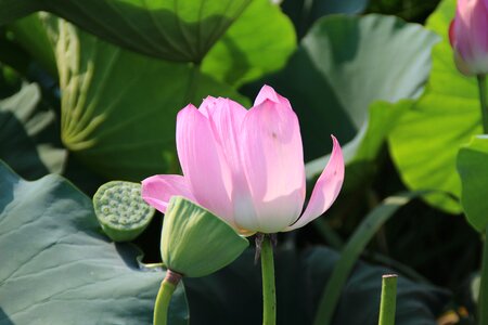 Nature pond lotus leaf