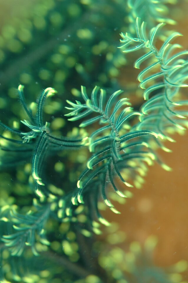 Underwater life sea diving