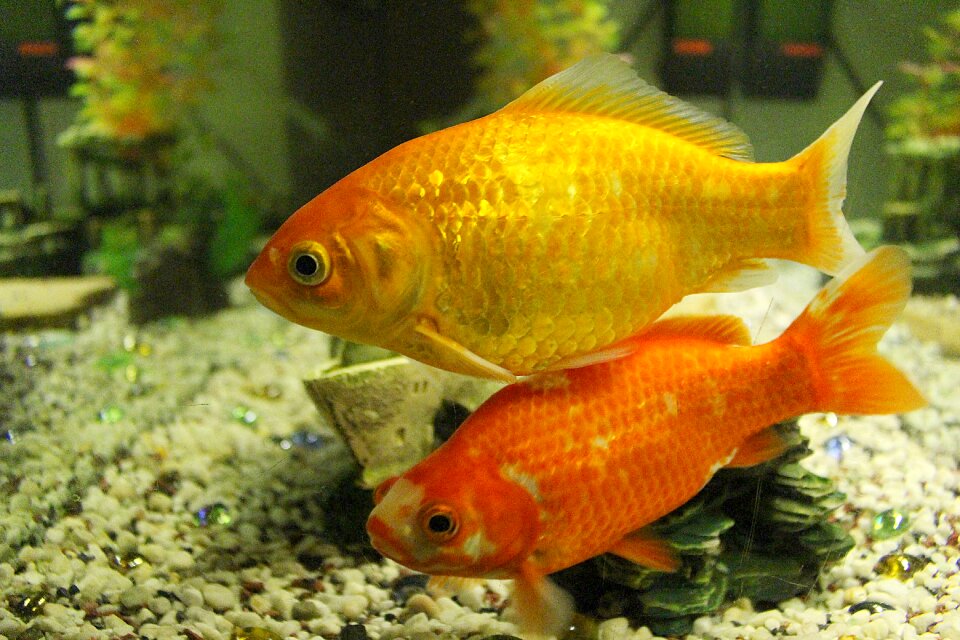 Fish swim freshwater fish
