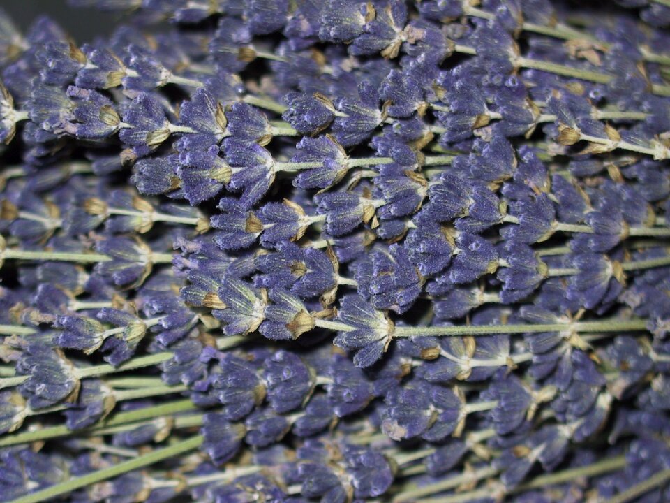 Scented plant spice inflorescence