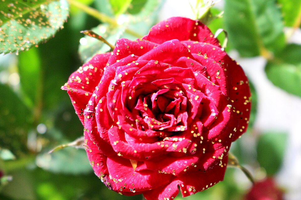 Bloom red rose plant