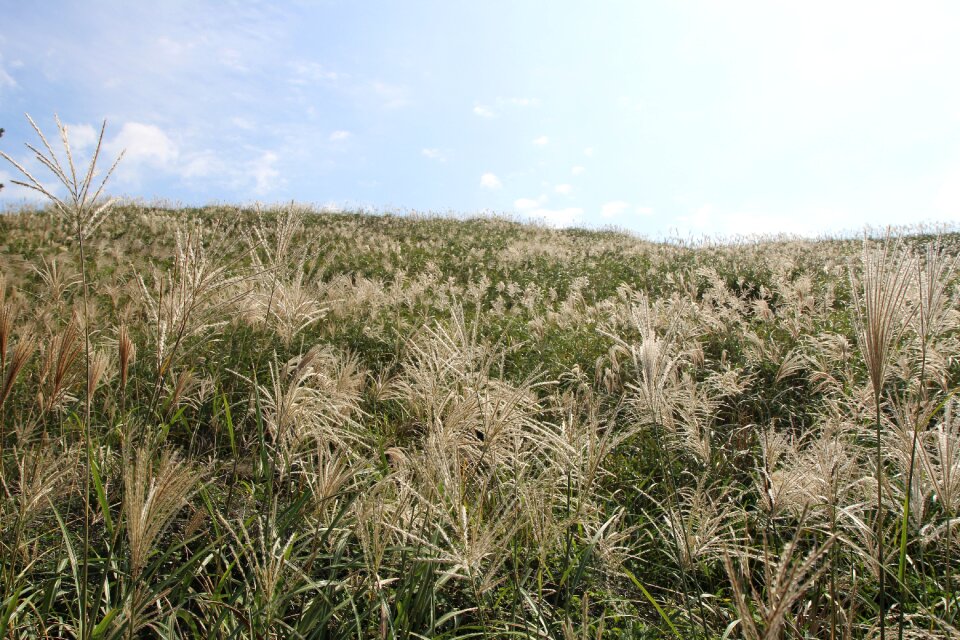 Reed landscape autumn