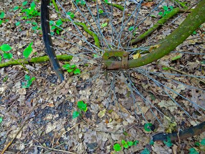 Rust nature forest