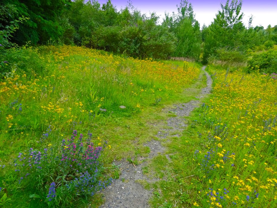 Flowers wild flowers fallow land