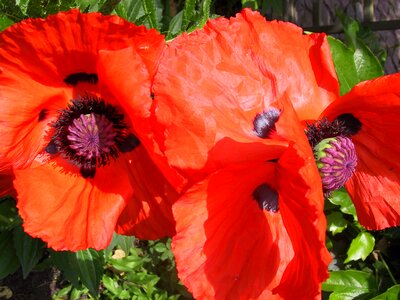 Spring orange colorful photo