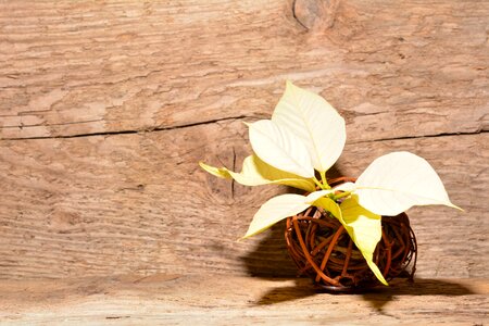 Flower plant deco