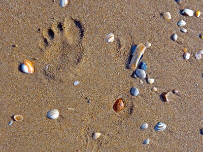 Sand sea grains of sand photo