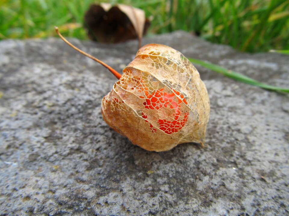Nature physalis alkekengi lampionvirág