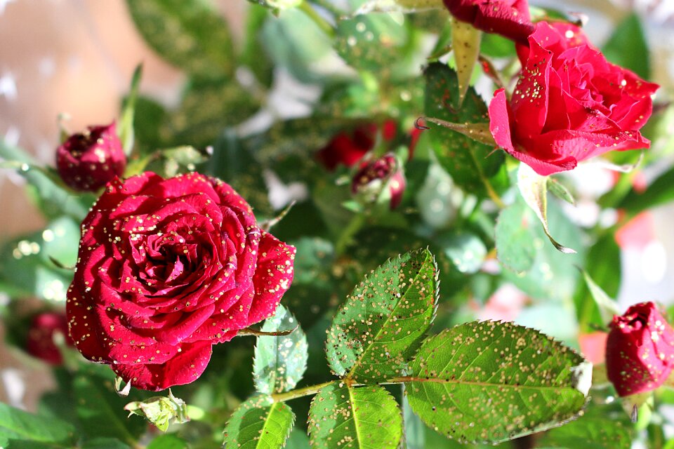 Bloom red roses plant