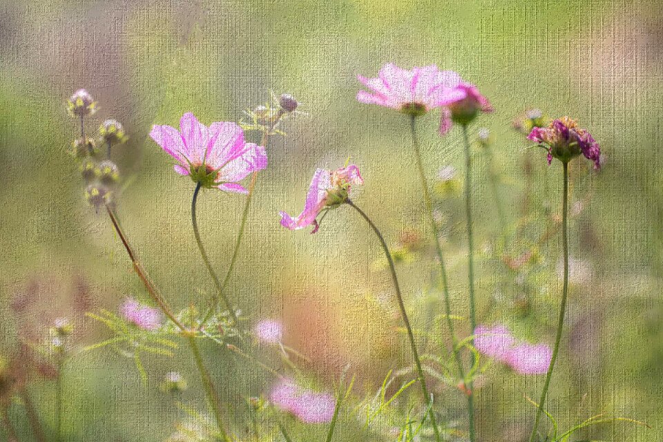 Spring blooming nature