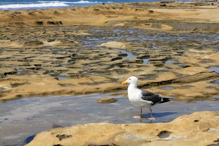 Bird ocean pacific