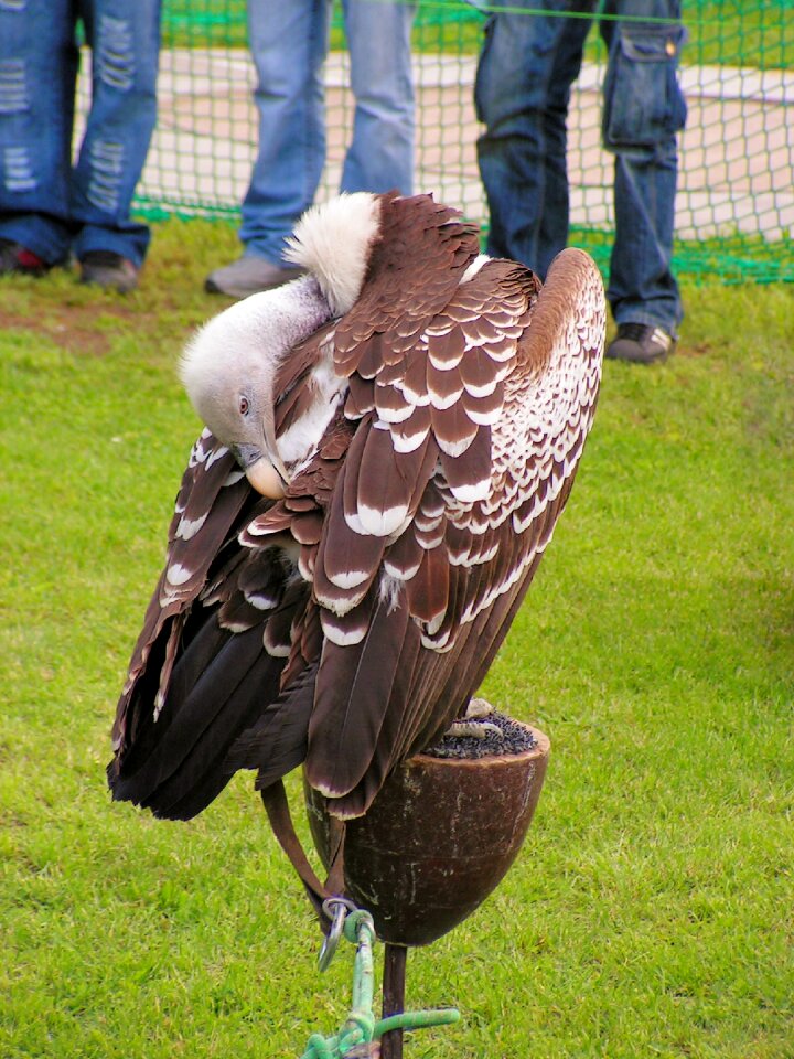 Sup breeding raptors scavenger
