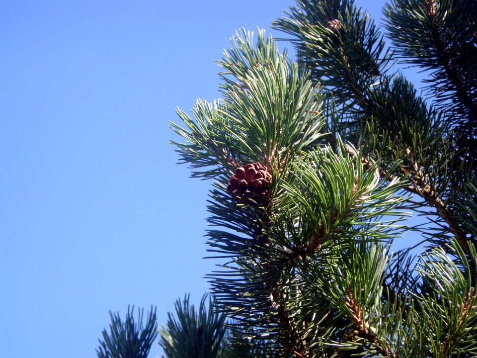 Fir tree pine conifer