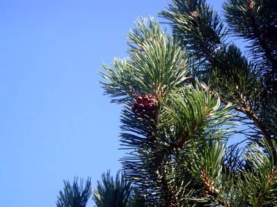 Fir tree pine conifer photo