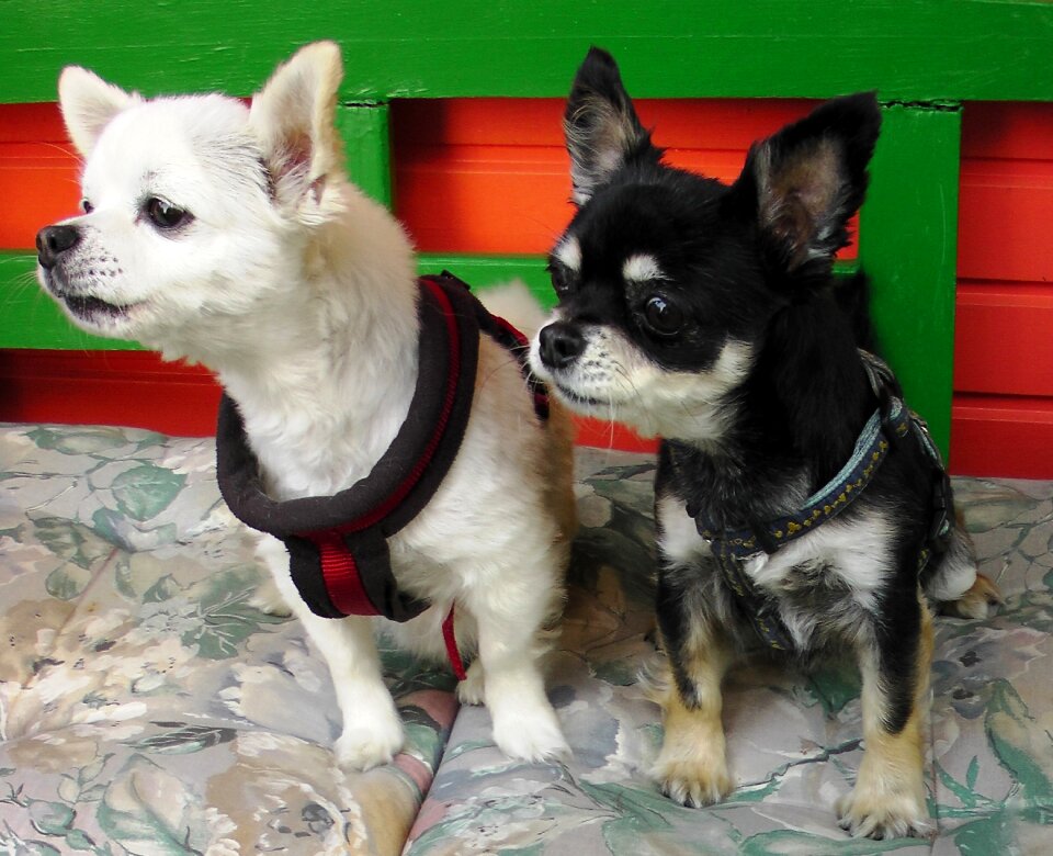 Couple growl barking