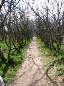 Trees nature landscape