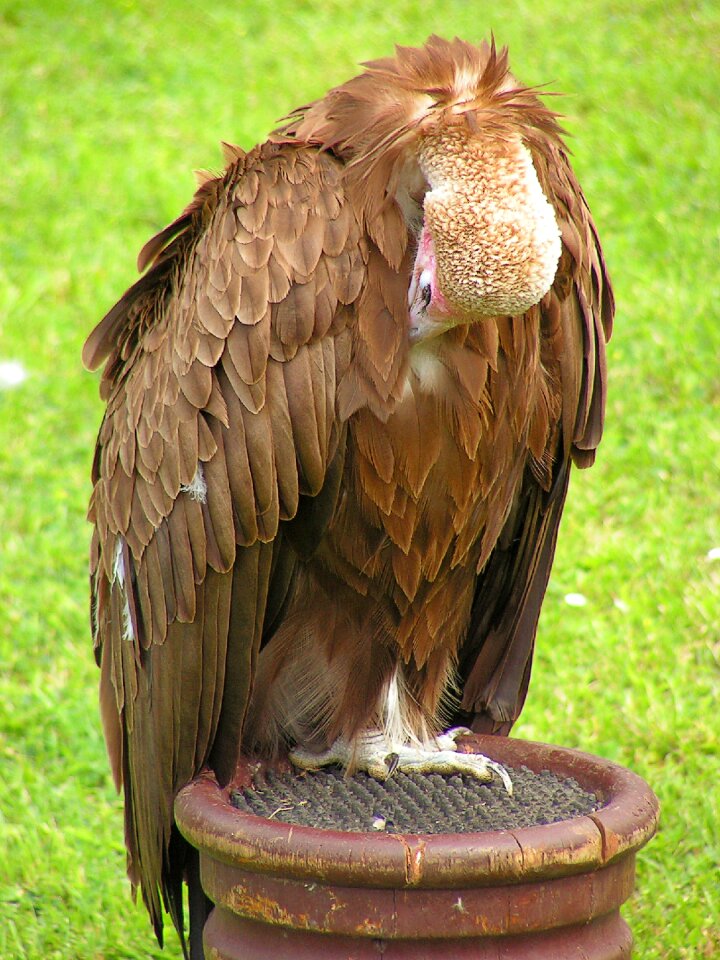 Scavenger clean feather