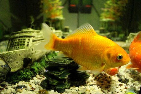 Goldfish aquarium swim