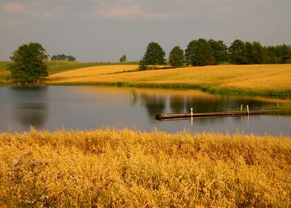 Lake corn yellow