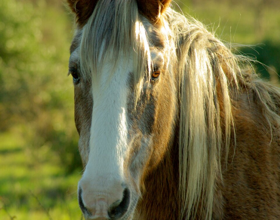 Mane horseback riding animals