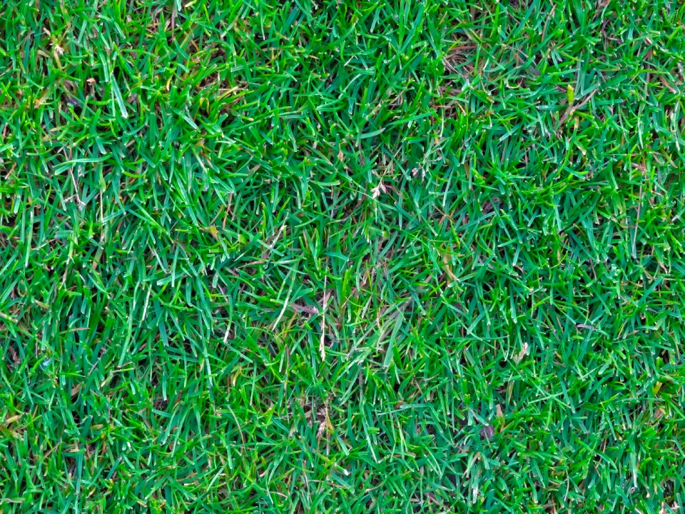 Artificial turf graze grass court