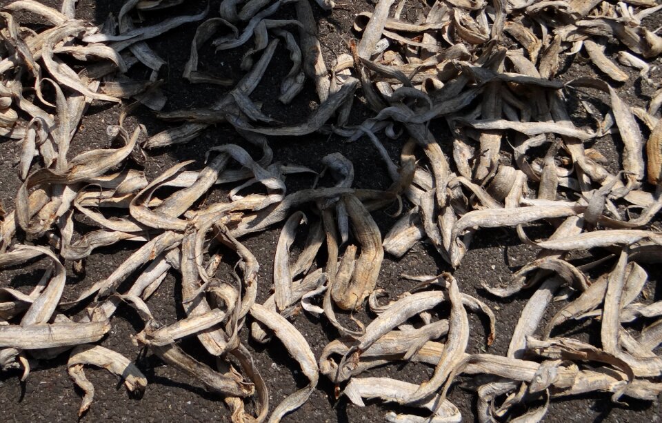 Dried sundried seafood