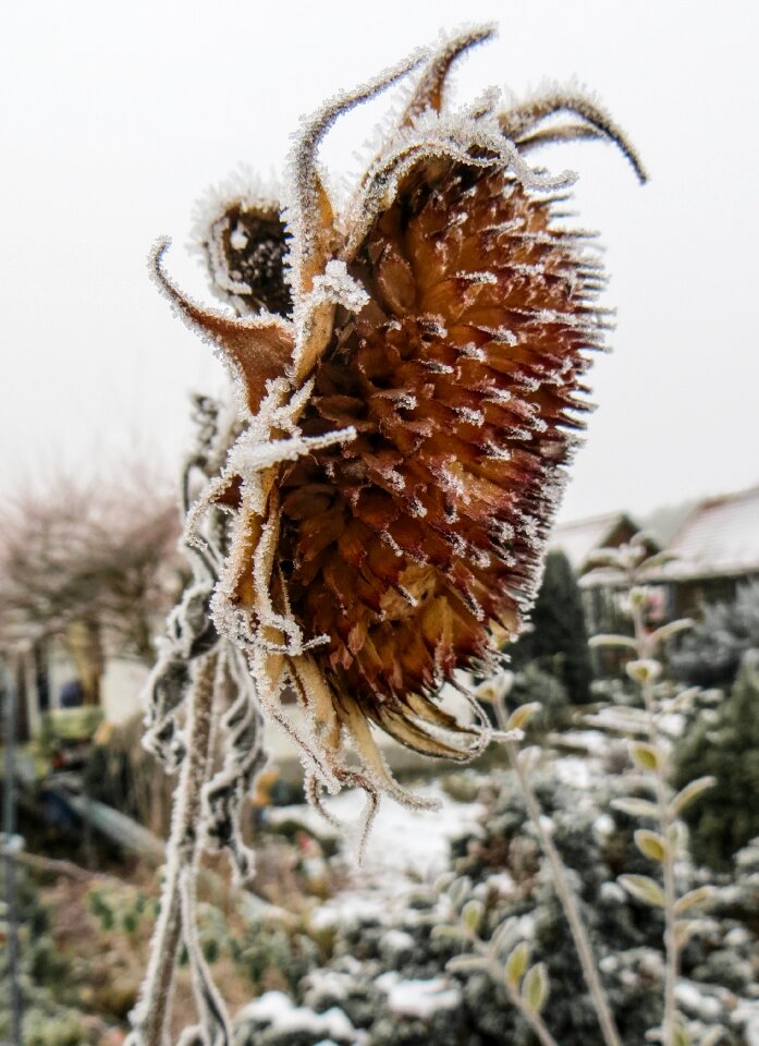 Frost winter magic cold