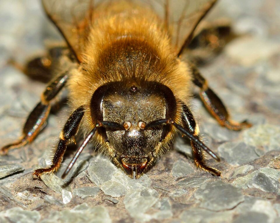 Apis mellifera hymenoptera