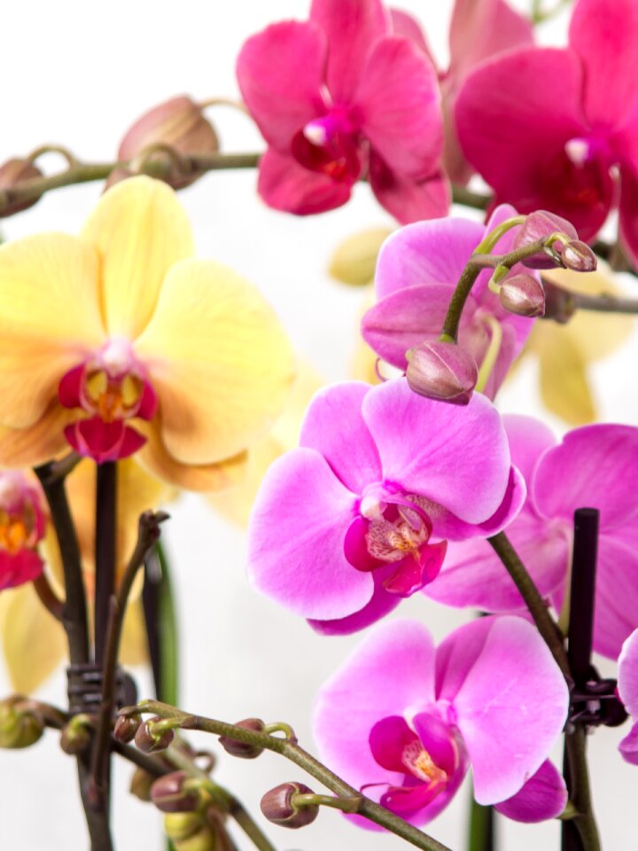 Tropical pink blossom photo