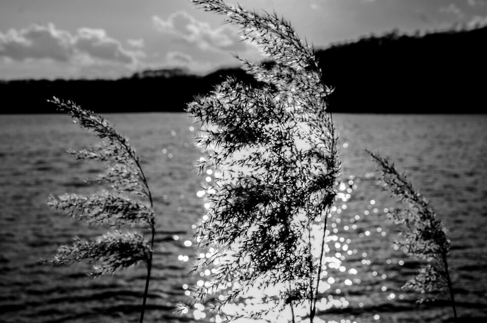 Light mirroring sea
