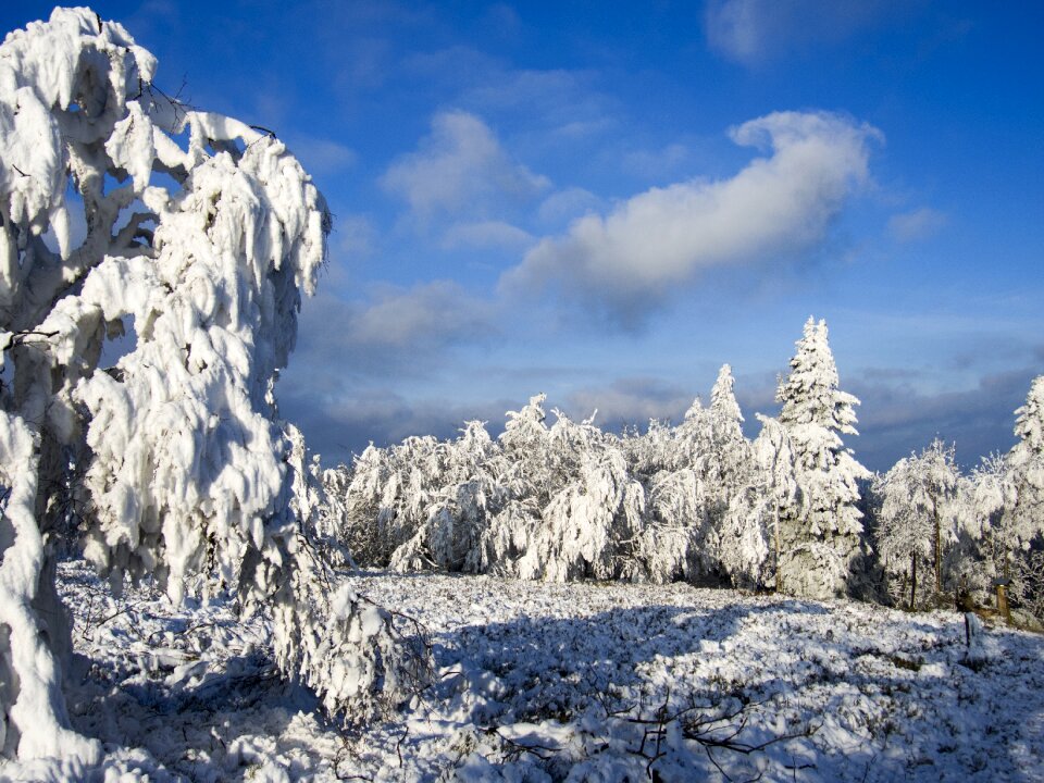 Landscape nature hoarfrost photo