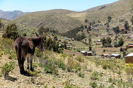 Agriculture bolivia rural photo