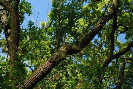 Sky blue leaves photo