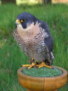 Falconry predator sitting photo