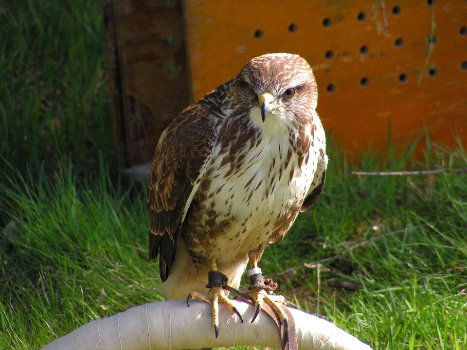 Training breeding raptors sitting