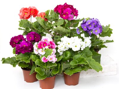 Flower plant nature