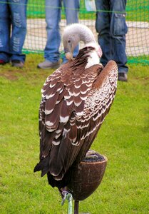 Sup breeding raptors scavenger