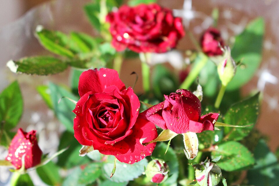 Bloom red roses plant