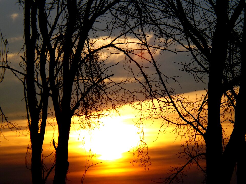 Cloud tree twigs