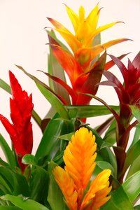 Yellow green bromeliaceae