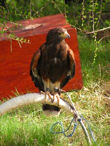 Falconry breeding raptors sitting