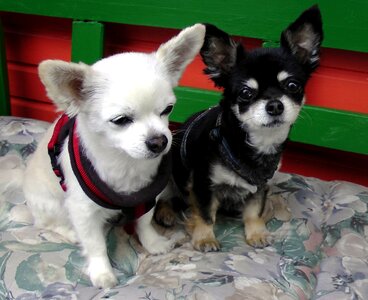 Dog couple pets black white