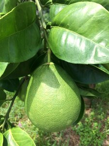 Citron leaf grapefruit grapefruit grapefruit