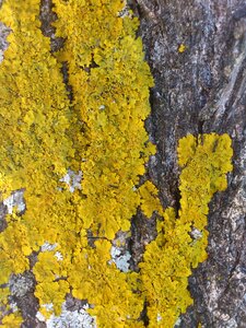 Autumn lichen tree