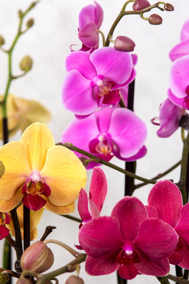 Tropical pink blossom